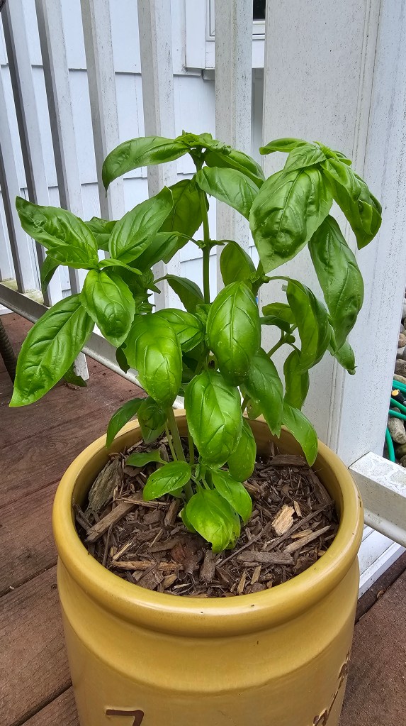 Basil in pot